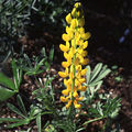 Lupinus luteus.jpg