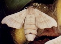 Helix Bombyx mori L. II.jpg