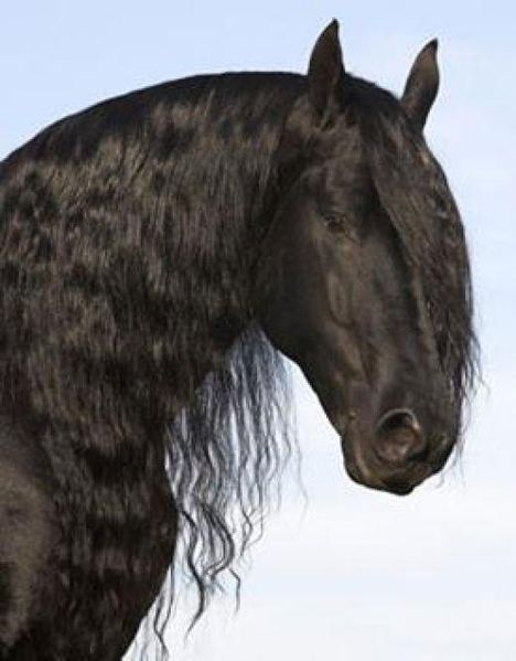 Αρχείο:Φυλή Φριζικό-Friesian Horse.jpg