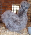 Silkies II.jpg