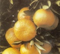 Dancy(Dancy Tangerine).jpg