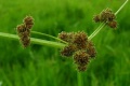 Cyperus difformis.jpg