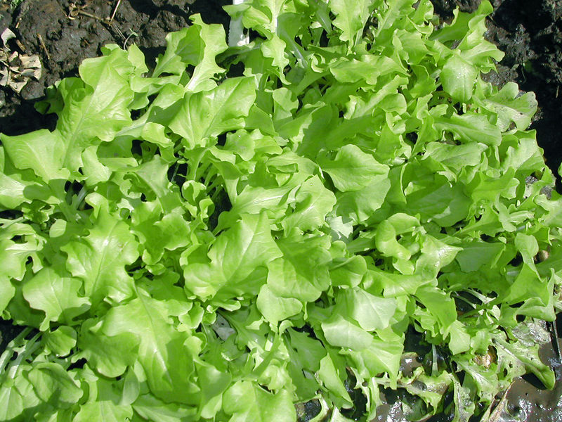 Αρχείο:Ποικιλία μαρουλιού Salad bowl.jpeg