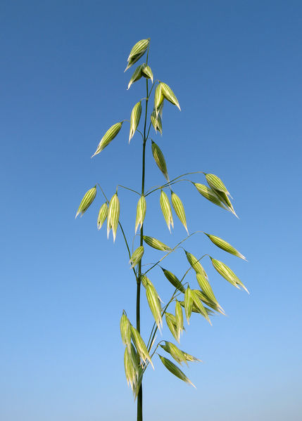 Αρχείο:Avena sativa.jpg