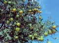 Poncirus Trifoliata.jpg