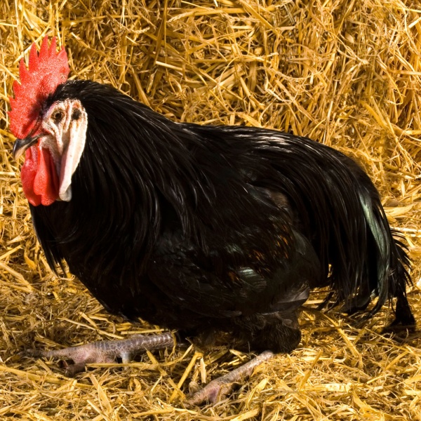 Αρχείο:White faced black Spanish.jpg