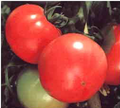 Αυτοκλαδευόμενη ποικιλία ντομάτας Stella F1.png