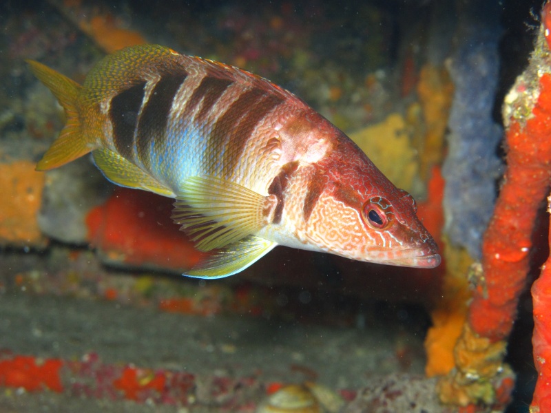 Αρχείο:Πέρκα (Serranus scriba).jpg