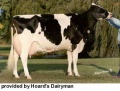 Holstein.jpg