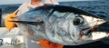 Κόκκινος τόνος (Thunnus thynnus) IIIIII.jpg