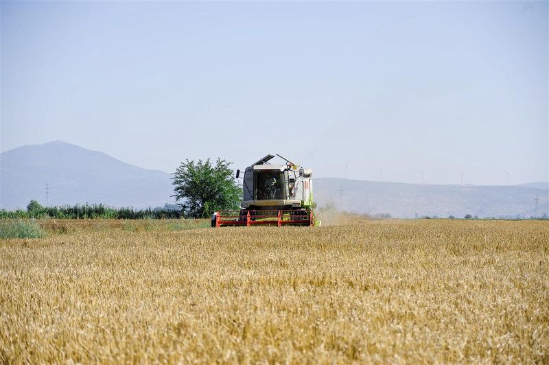 Αρχείο:Καλλιέργεια κριθαριού.jpg