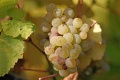 Riesling rhenan.jpg