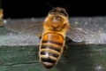 Apis mellifera buckfast.jpg